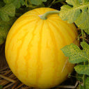 'Jinling 03 Golden' Round Watermelon Seeds, 200 Seeds