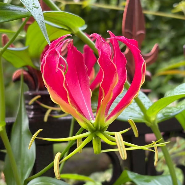 Mixed Color Gloriosa Lily, 2 Bulbs (Random Color)