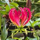 Mixed Color Gloriosa Lily, 2 Bulbs (Random Color)