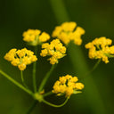 Yellow Yarrow Seeds, Pkt of 500