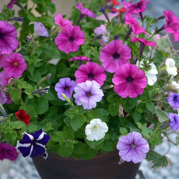 Hezhichun Mixed Color Petunia Seeds, 1g