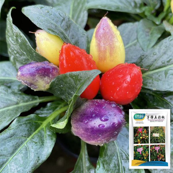 Ornamental Pepper Seeds, 100 Seeds