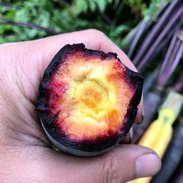 Purple Skin Yellow Flesh Carrot Seeds, 3g