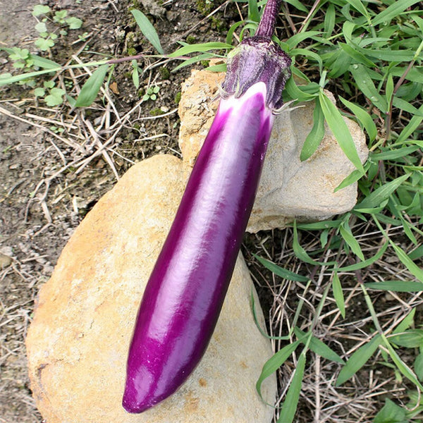 Zilong No.1 Eggplant, 200 Seeds