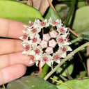 Hoya oblongacutifolia, 5 Cuttings