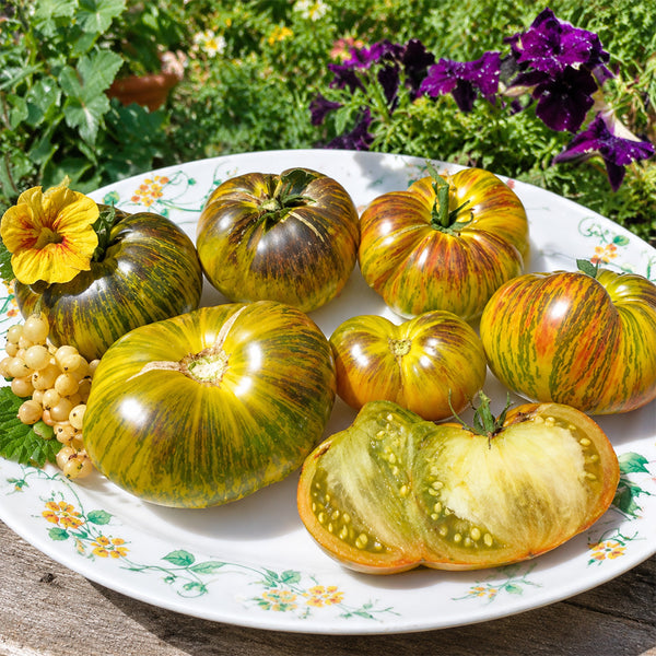 62 Dwarf Rebela F5 Tomato, 5 Seeds