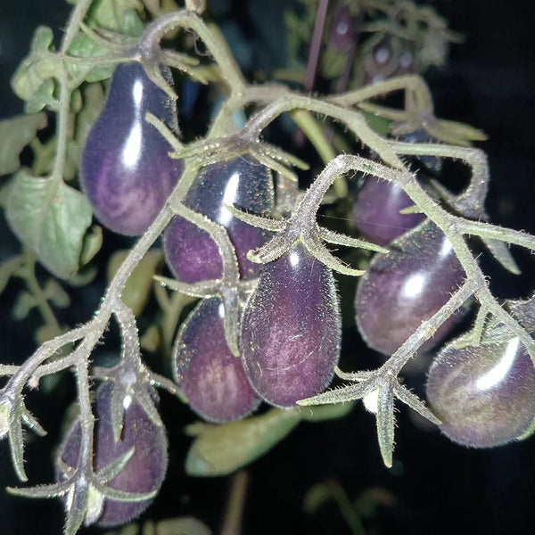 Black Key Tomato, 20 Seeds