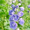 Large-flowered Delphinium Seeds, 200 Seeds