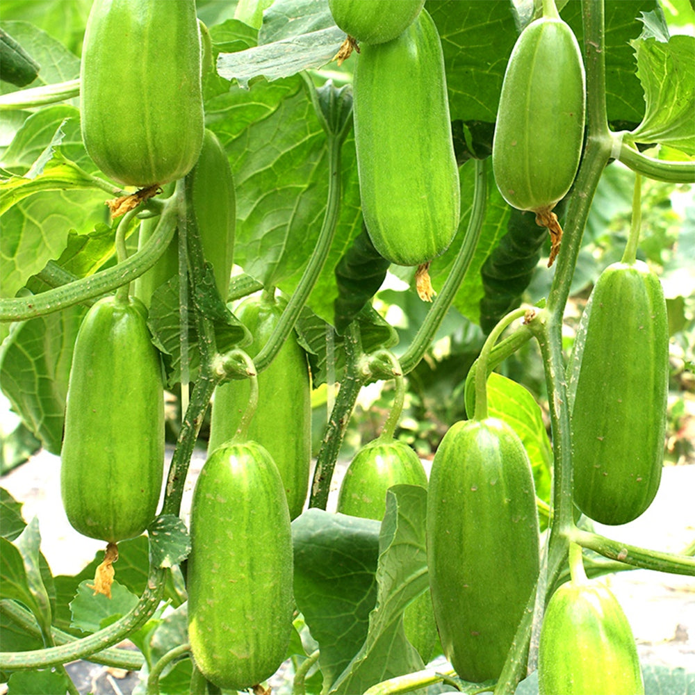 Eight-ridged Cucumber Seeds