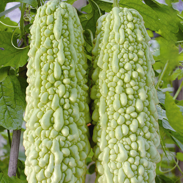 Jiemei 15 Bitter Gourd, 10 Seeds