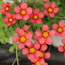 Oxalis obtusa Series Bulb - 'Jennie', 10 Bulbs