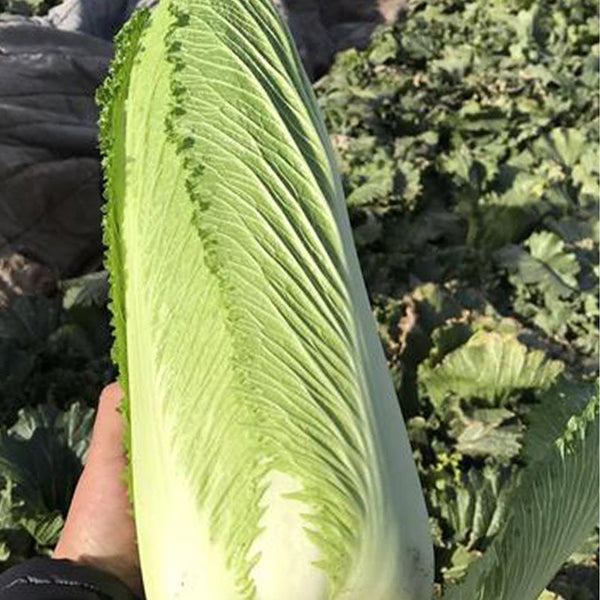 Taiyuan Erqing Chinese cabbage Seeds, 5 × 5g Bags