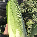 Taiyuan Erqing Chinese cabbage Seeds, 5 × 5g Bags