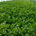 Crispy Jade Celery Seeds, 10g