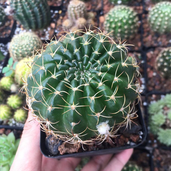 Lobivia Cactus, 3-4cm