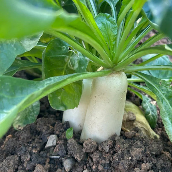 'Zao Luobo No. 13' White Radish Seeds, 20g
