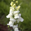 Madame Butterfly White Snapdragon, 1000 Seeds
