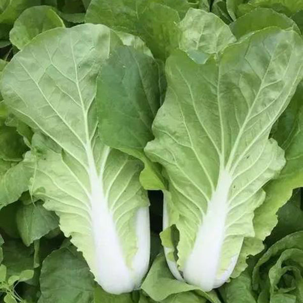 '168' Fast-Grow Bok Choy Seeds, 10g