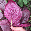 All-Red Round-Leaf Amaranth Seeds, 10g