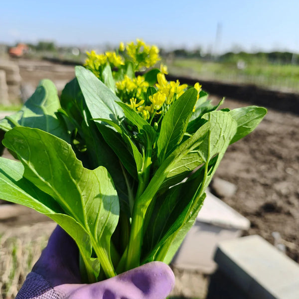 Guangdong Sijiu Choy Sum Seeds, 20g