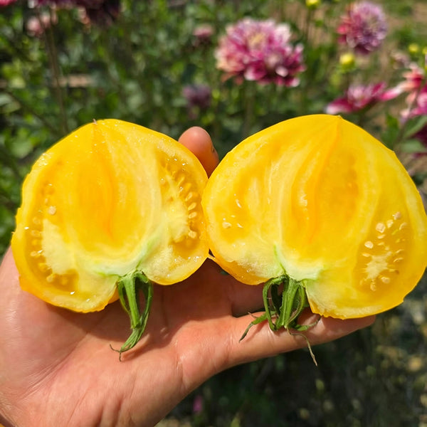 639 Anna Banana Russian Tomato, 5 Seeds