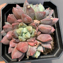 Echeveria cv. 'Illusion', 3pcs x 1-head