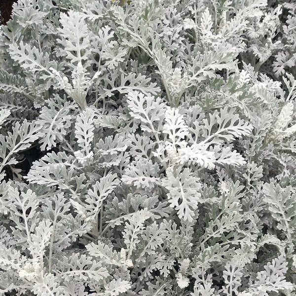 Silver Ragwort (Jacobaea maritima) Seeds, 100 Seeds