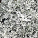 Silver Ragwort (Jacobaea maritima) Seeds, 100 Seeds