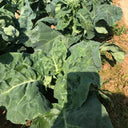 Wrinkle-leaf Mid-flowering Chinese Kale Seeds, 20g
