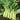 'Jiemei' Big-Stem Chinese Kale Seeds, 10g
