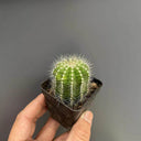 Parodia magnifica, 3-4cm