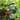 Qingyuan Rootstock, 20 Seeds