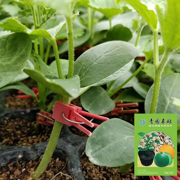 Qingyuan Rootstock, 20 Seeds