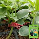 Qingyuan Rootstock, 20 Seeds