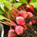 Cherry Radish Seeds, 10g