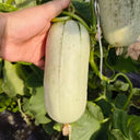 Flying 72 Sweet Melon F1 Hybrid, 20 Seeds