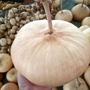 Millstone Bottle Gourd, 5 Seeds