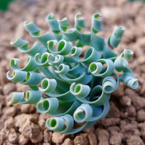 Broad-leaved Albuca Seeds, 100 Seeds