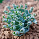 Broad-leaved Albuca Seeds, 100 Seeds