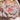 Echeveria cv. 'Pink Diamond', 2pcs x 1-head