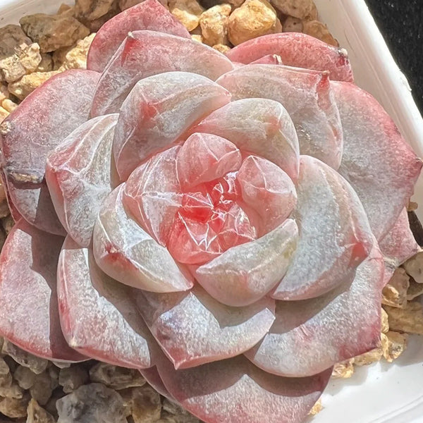 Echeveria cv. 'Pink Diamond', 2pcs x 1-head