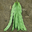 Green Dragon Snap Bean Seeds, 5 × 10g Bags