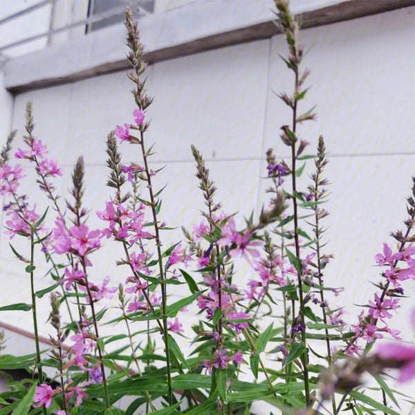 Purple Loosestrife Seeds, 500 Seeds