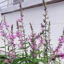 Purple Loosestrife Seeds, 500 Seeds