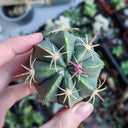 Ferocactus macrodiscus, 3-4cm