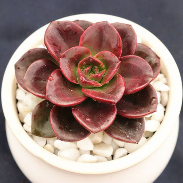Echeveria 'Chocolate', 3pcs x 1-head