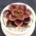 Echeveria 'Chocolate', 3pcs x 1-head