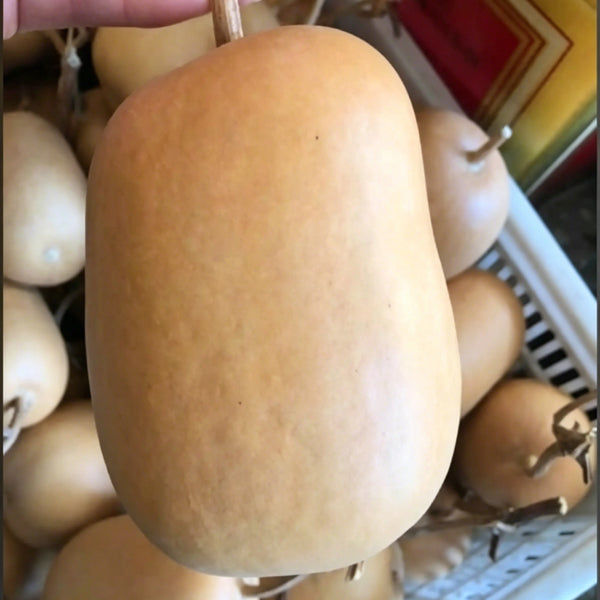 'Little Winter Melon' Gourd, 10 Seeds