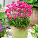 Sea Thrift Armeria Maritima, 10 Seeds