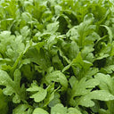Medium-Leaf Garland Chrysanthemum Seeds, 20g
